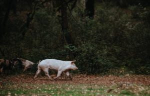 Les cochons retiennent les endroits où trouver à manger