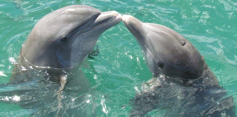 dauphins intelligence