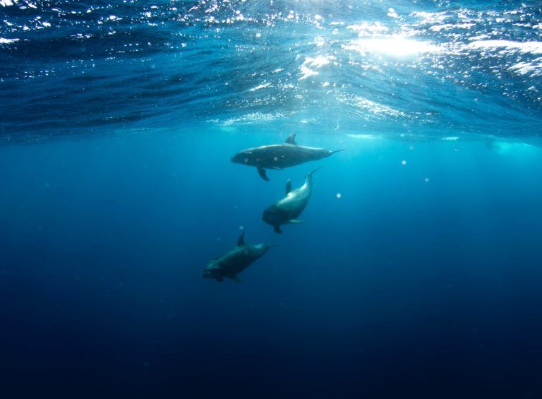 Trio de dauphins mâles en vadrouille